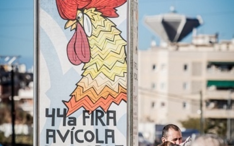 Preparant la Fira Avícola 