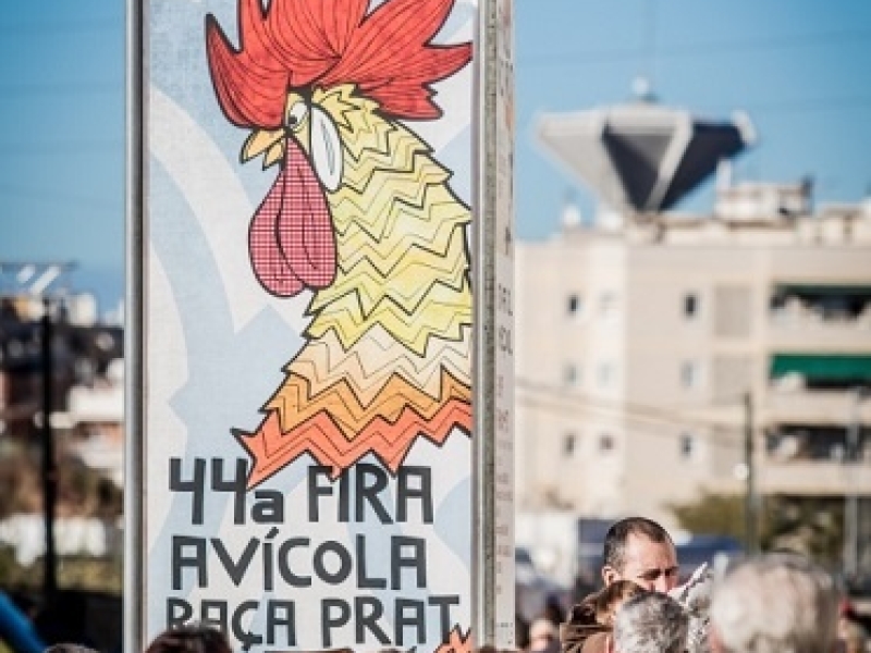 Preparant la Fira Avícola 